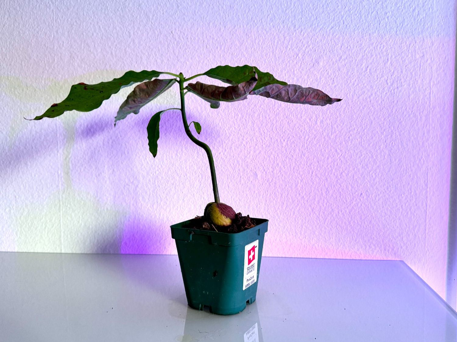 Piante & sementi: Avocado Baum (curved trunk) – Nuovo (secondo la descrizione) da Schlieren venduto da Edgar_k