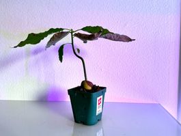 Avocado Baum (curved trunk)