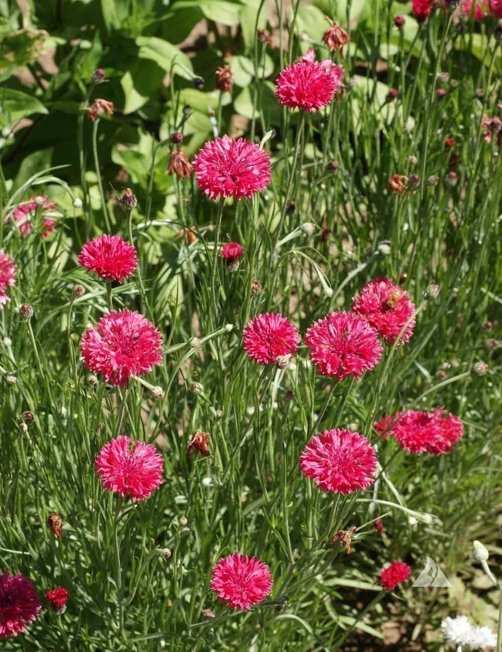 Pflanzen & Samen: 200 Samen Kornblume RED BOY – Neu (gemäss Beschreibung) aus Ehrendingen von VerveinaSamen 1