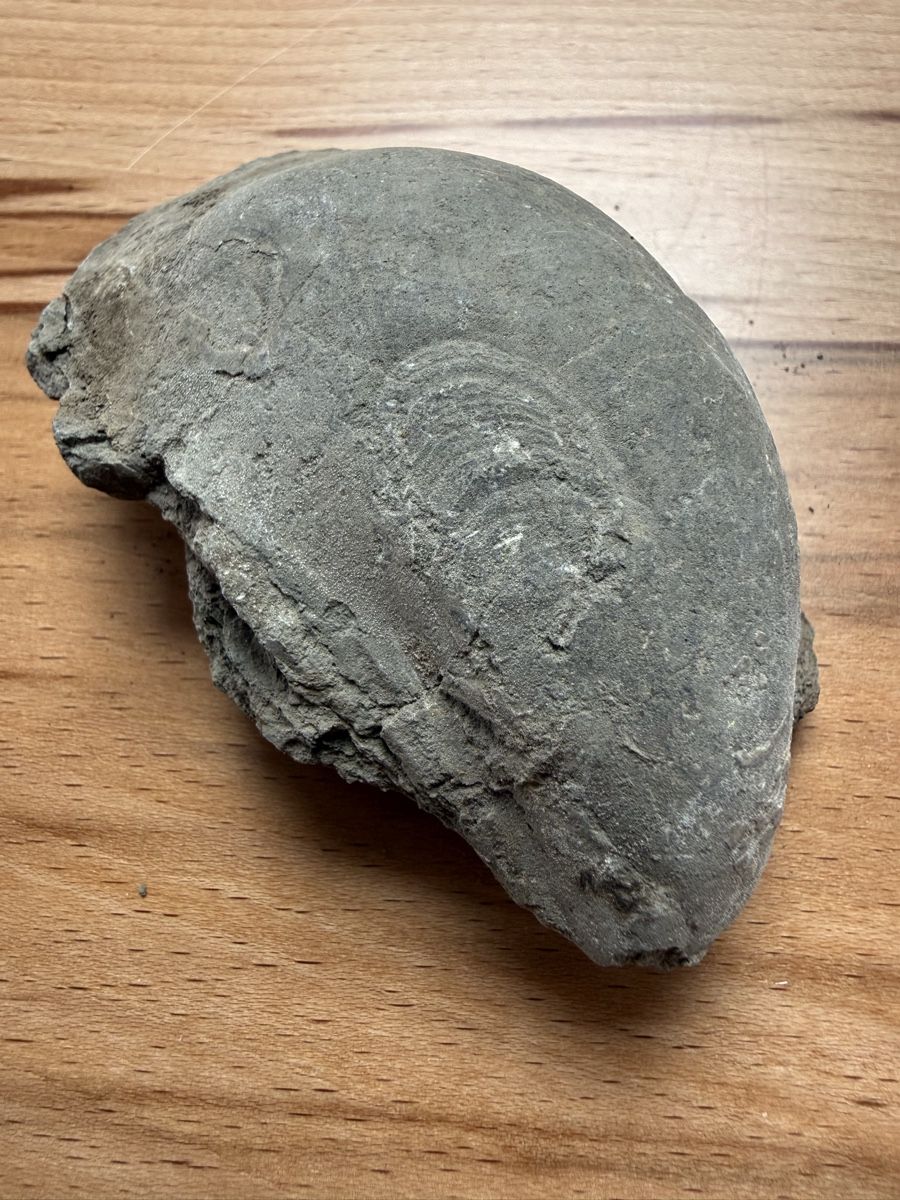 Fossilien: Versteinerte Auster – Gebraucht aus Grenchen von Bastet007 5