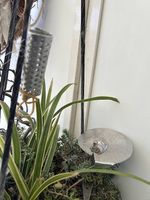 Blumen in der Passevite 