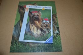 Puzzle 500 Teile Yorkshire-Terrier