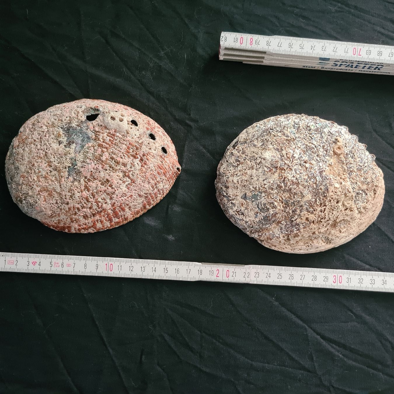 Fossilien: Grosse Abalone, Seeohrschnecken 2Stk. – Gebraucht aus Zuzwil SG von mko_6m7z 3