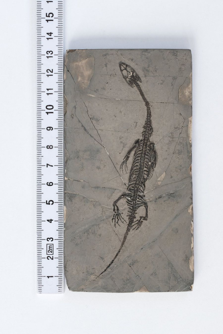 Fossili: Schwimmsaurierer - Keichousaurus hui - Nothosaurus - China – Usato da Heiden venduto da mats10 1