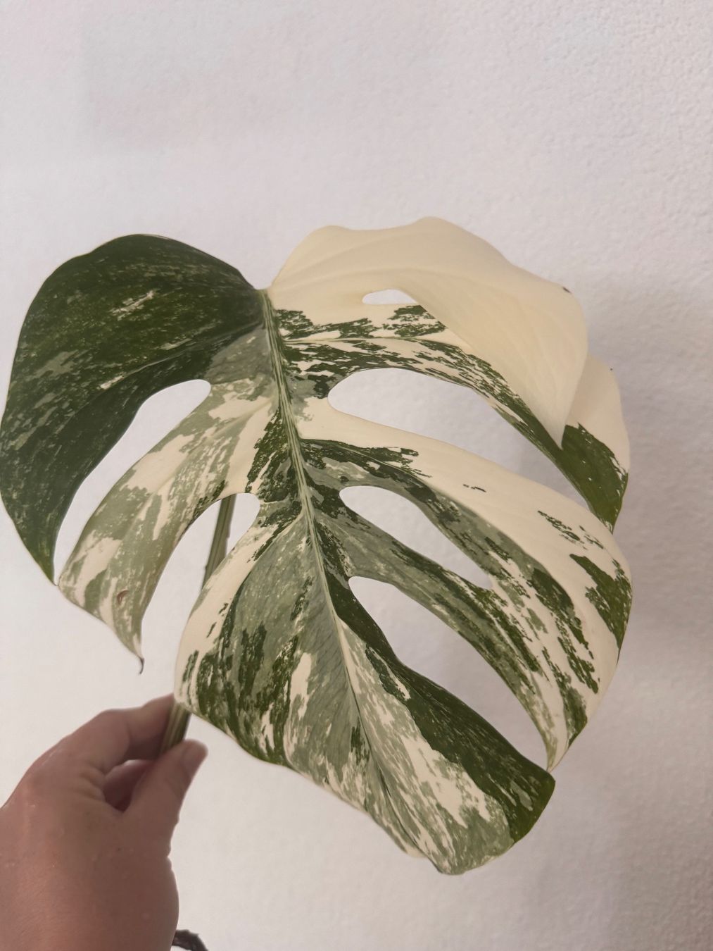 Piante & sementi: Monstera Variegata Steckling – Usato da Benglen venduto da Maune