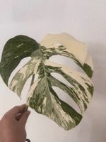 Monstera Variegata Steckling