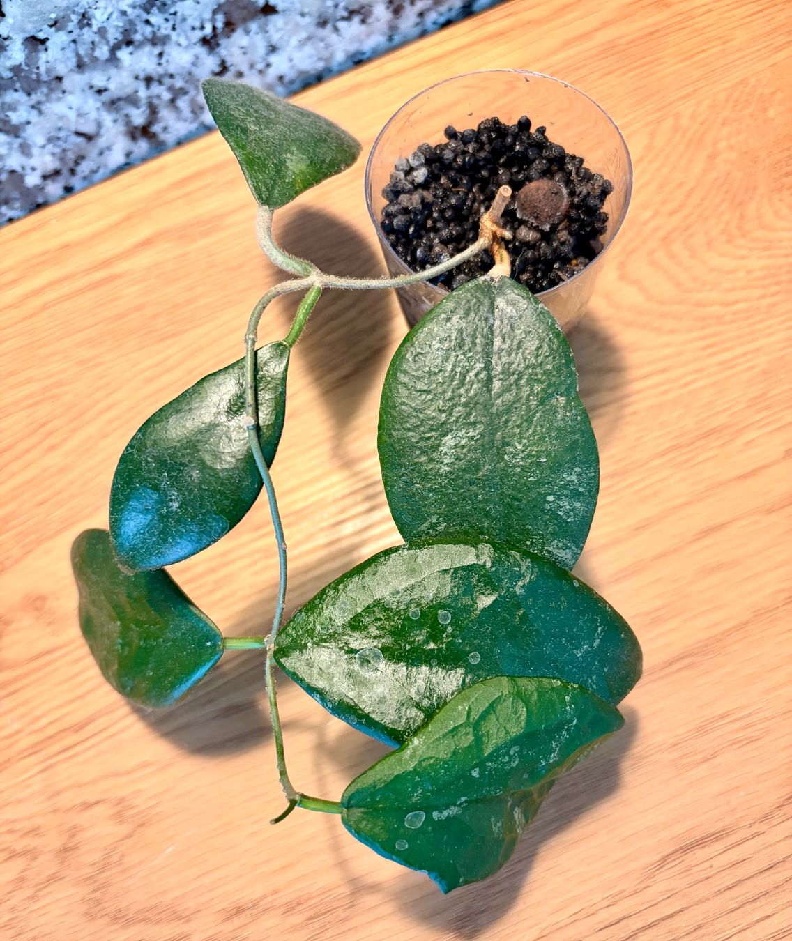 Piante & sementi: Hoya Caudata Gold – Usato da Kaiseraugst venduto da dka_b97z 1