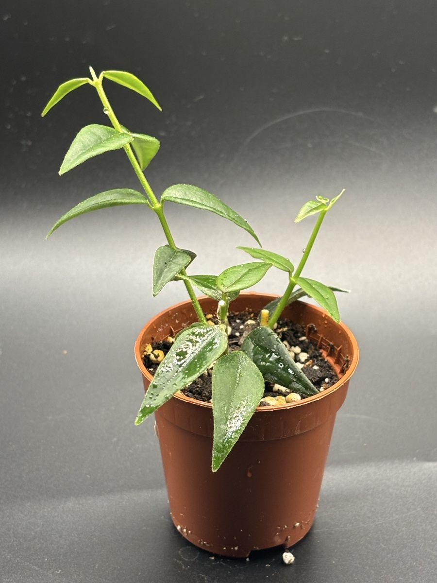 Piante & sementi: Hoya Bella (1-5) – Nuovo e nell'imballaggio originale da Basel venduto da Pink_White