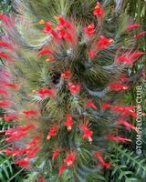 Tillandsia funkiana im Moosnest auf Treibholz