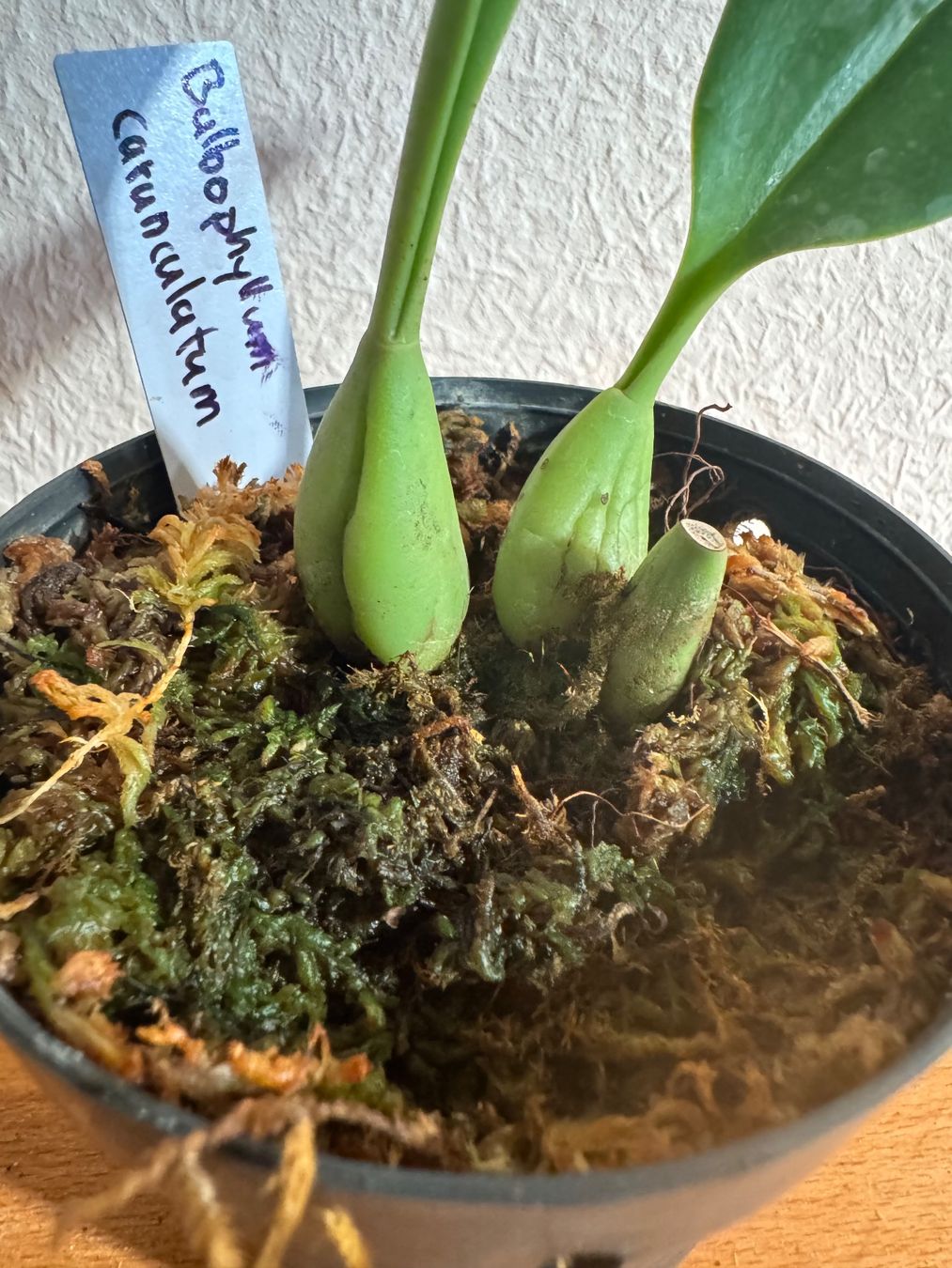 Piante & sementi: Bulbophyllum amplebracteatum subsp. carunculatum – Usato da Männedorf venduto da mrclst 3