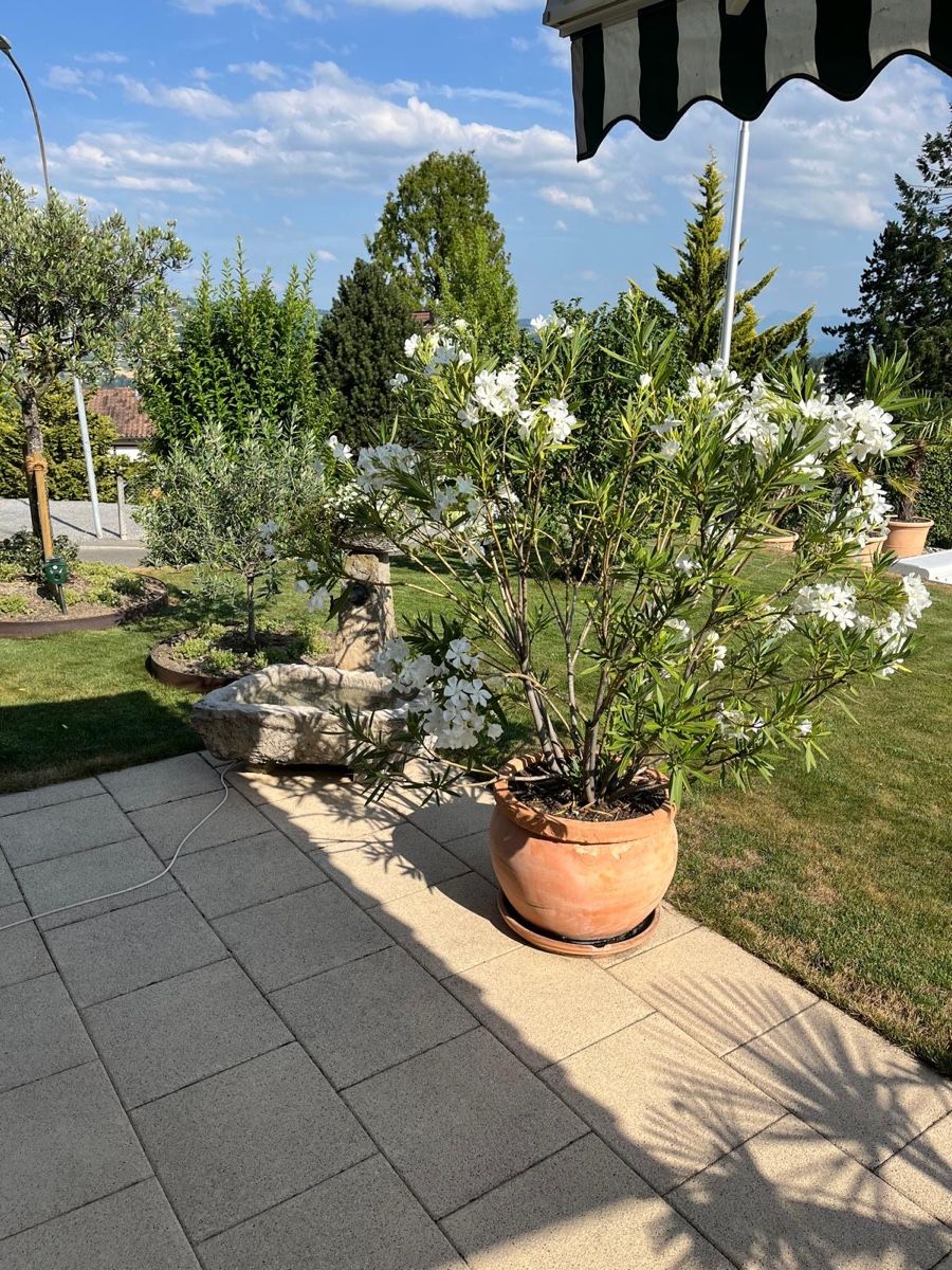 Piante & sementi: Zwei wunderschöne weisse Oleander – Usato da Beinwil am See venduto da Burli3 1