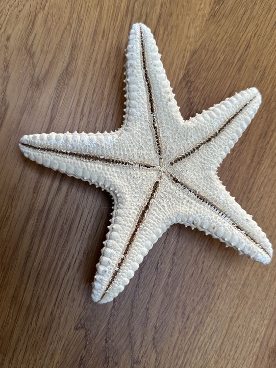 Tutte le decorazioni: Grosser SEESTERN ca. 20 cm Durchmesser - tolles Deko Objekt – Nuovo (secondo la descrizione) da Gurmels venduto da topsommer 2