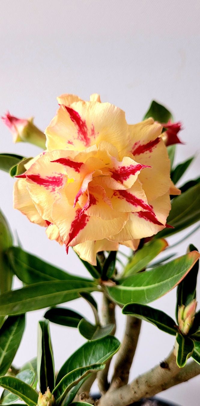 Pflanzen & Samen: Adenium / Wüstenrosen Samen-Mix – Neu (gemäss Beschreibung) aus St.Erhard von  4