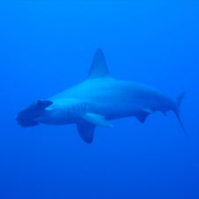 Profile image of sharggy