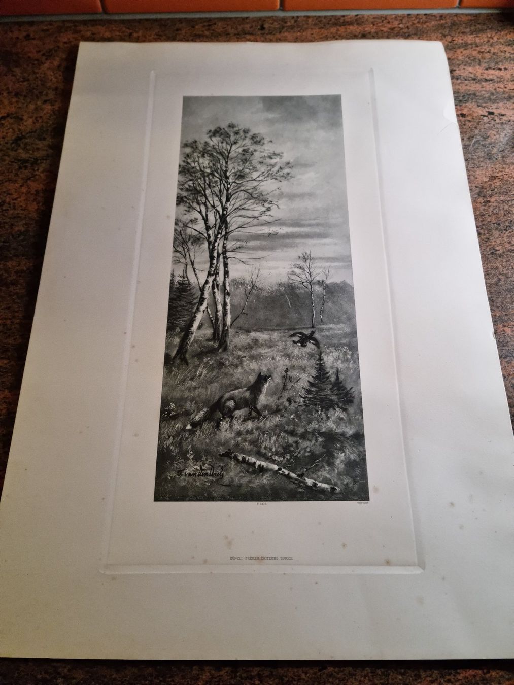 Foto & Immagini: Fuchs auf der Jagd  Schöne Grafik – Usato da Trachslau venduto da bastet06