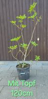 Feigenbaum Eiskristall