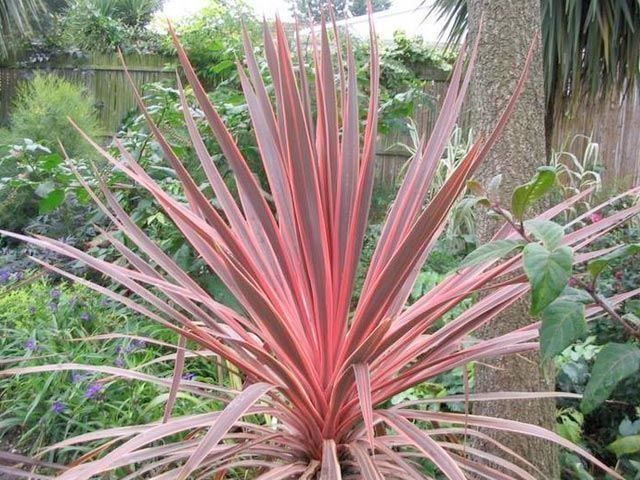 Piante & sementi: Cordyline australe RED STAR  15-20cm – Nuovo (secondo la descrizione) da Bremblens venduto da FIBONACCI369 2