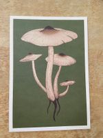 AK neu Illustration Pilz Termitenpilze