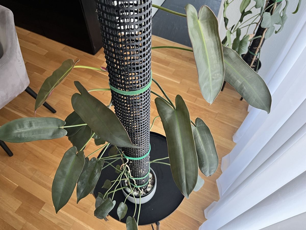 Piante & sementi: Philodendron atabapoense mit Moosstab – Usato da Uster venduto da ke114