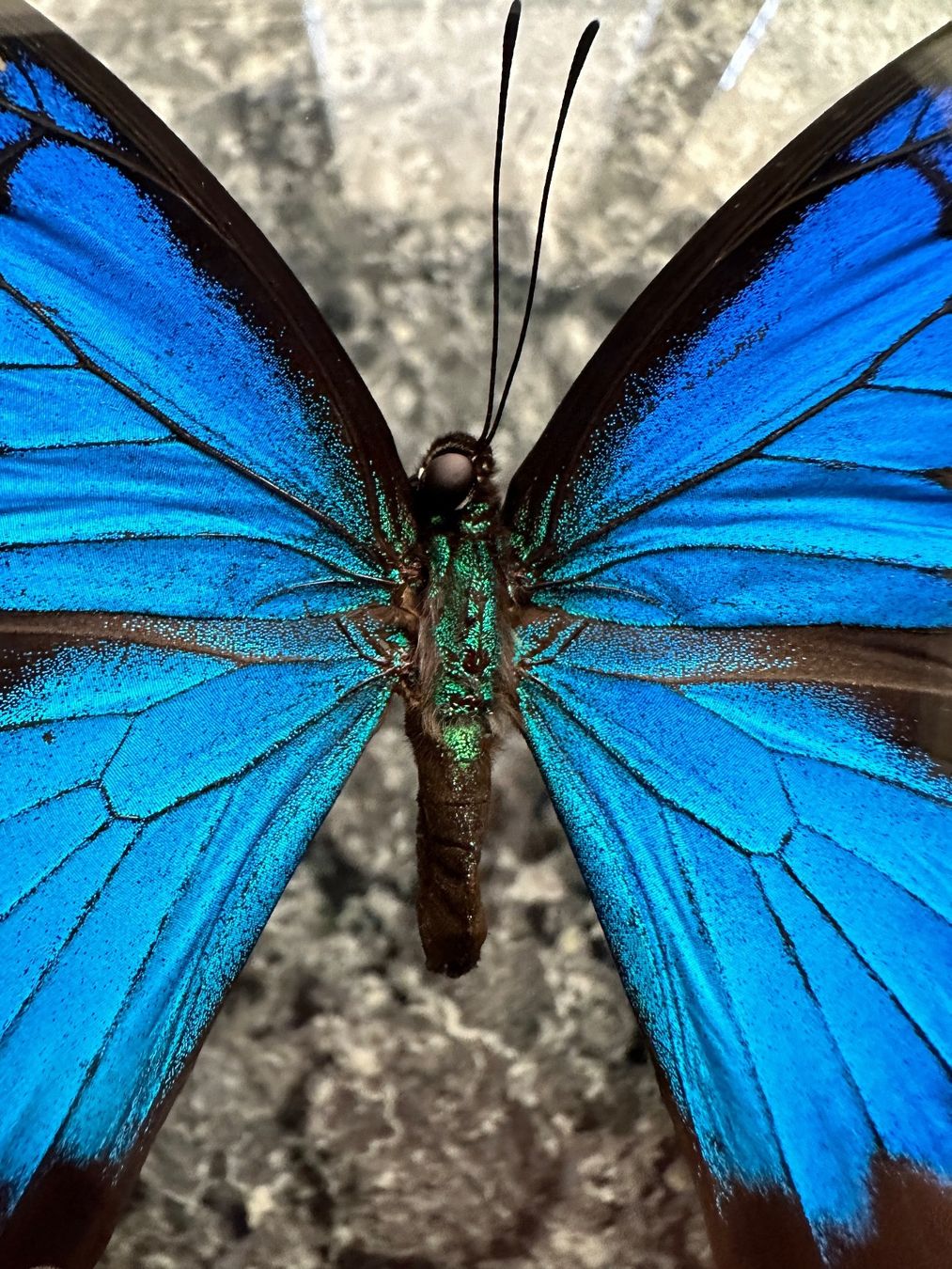 Il mondo degli animali: Loupe papillon naturalisé – Nuovo (secondo la descrizione) da Biel/Bienne venduto da Dragonpandora 2