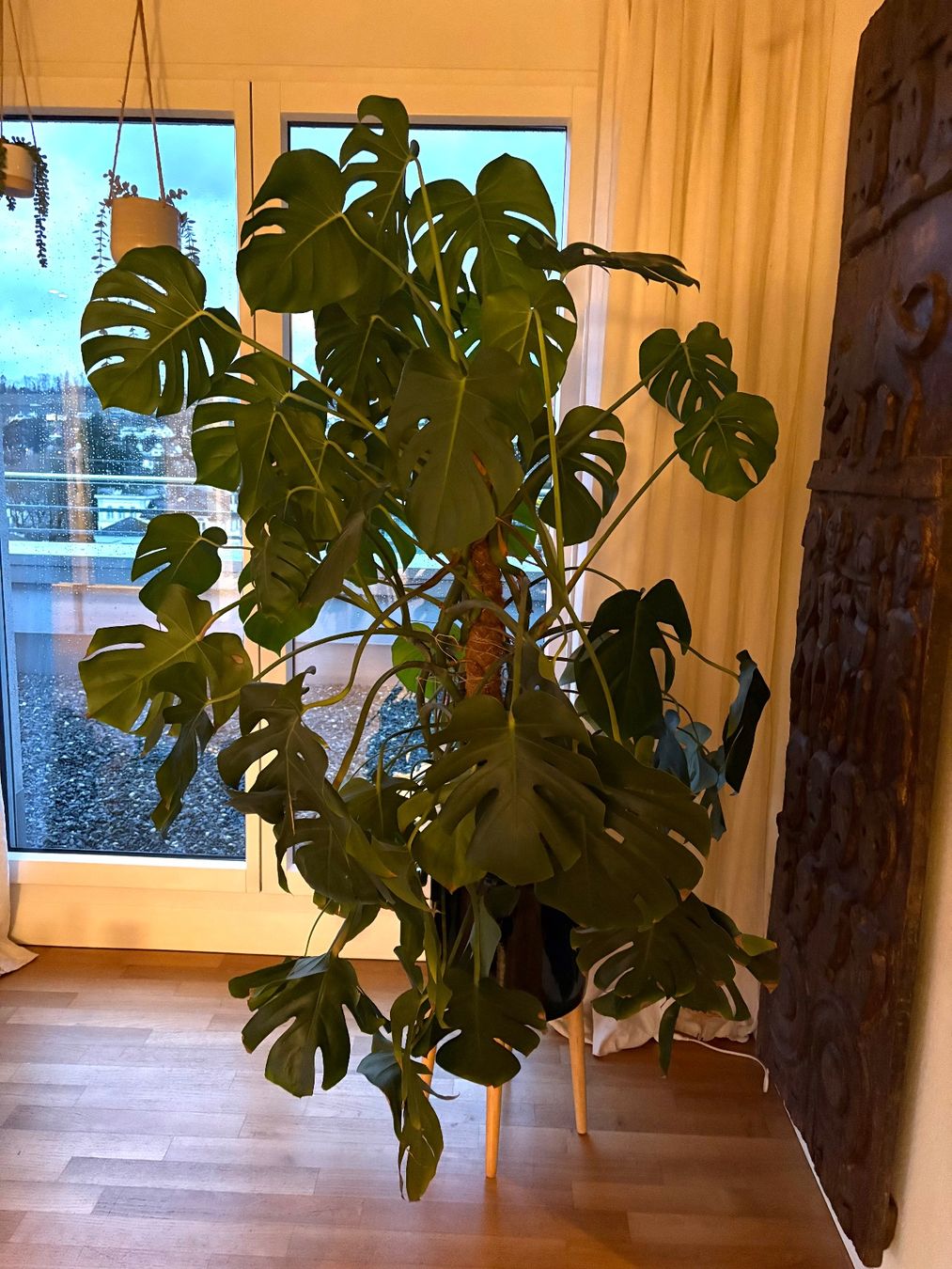 Wunderschöne, grosse Monstera mit Topf und Ständer (Gebraucht) in ...