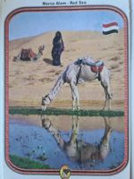 Ansichtskarte Marsa Alam Ägypten