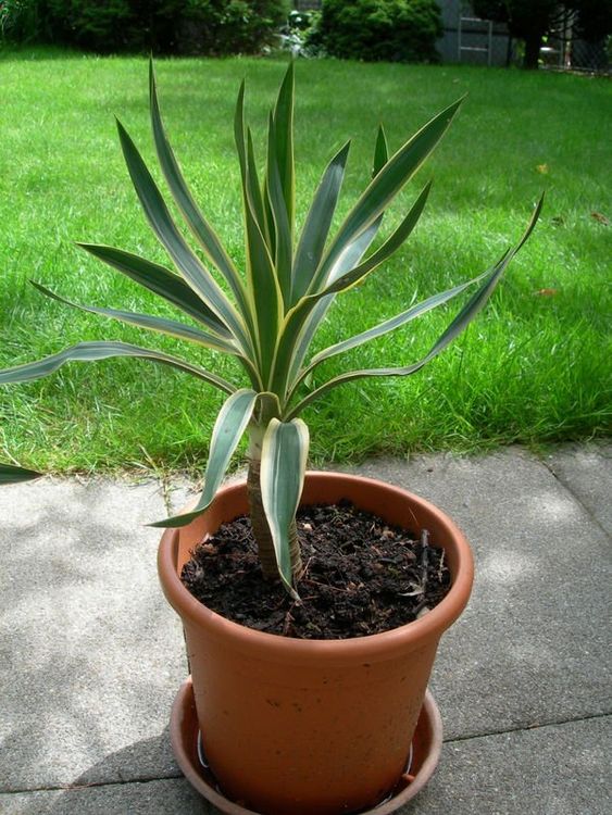 Palmlilie Colour Guard Yucca filamentosa Gartenpflanze Kaufen auf