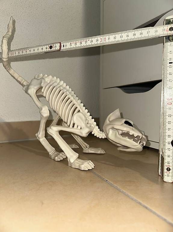 Tutte le decorazioni: Plastik Katzen-Skelett Dekoration – Usato da Schlieren venduto da S_Dragon 1