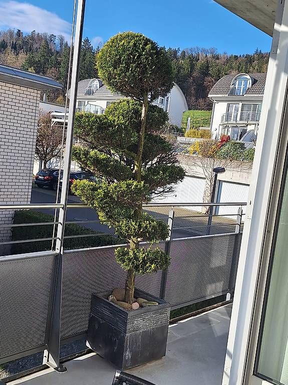 Piante & sementi: Thuja, Löffelbaum – Usato da Oberengstringen venduto da Goldstueck58 2