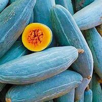 7 Samen GUATEMALAN BLUE BANANA Kürbis