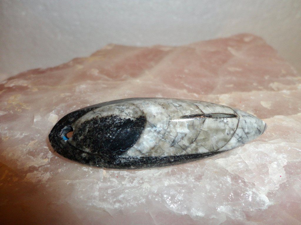 Fossili: Orthoceras Anhänger – Nuovo (secondo la descrizione) da Biberist venduto da tl-schmuck 1
