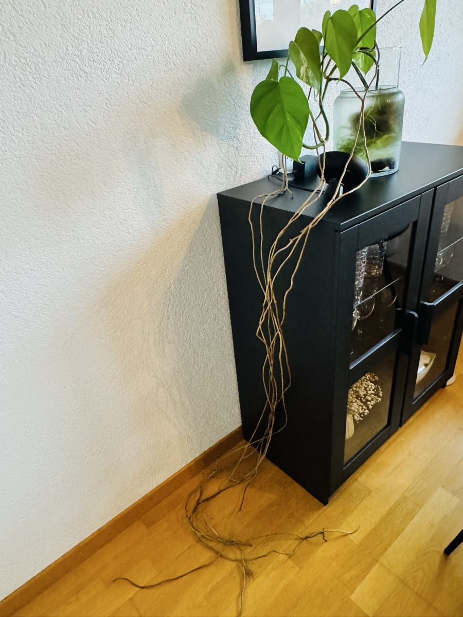 Piante & sementi: Monstera variegata – Usato da Worblaufen venduto da mar_tfk8 1