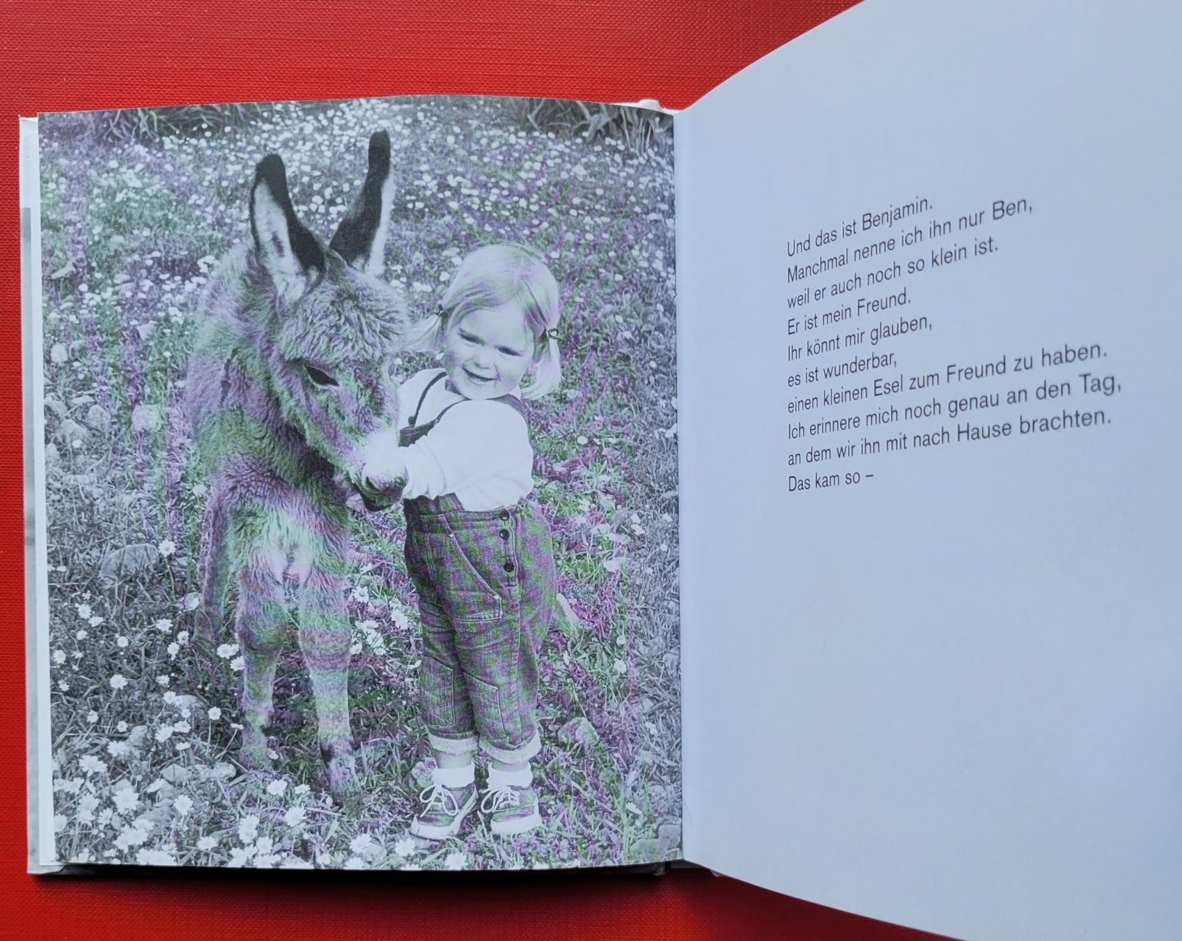 Bücher: Mein Esel Benjamin – Gebraucht aus Zürich von Avd 6