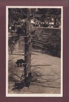 BERN - Bärengraben - 1926