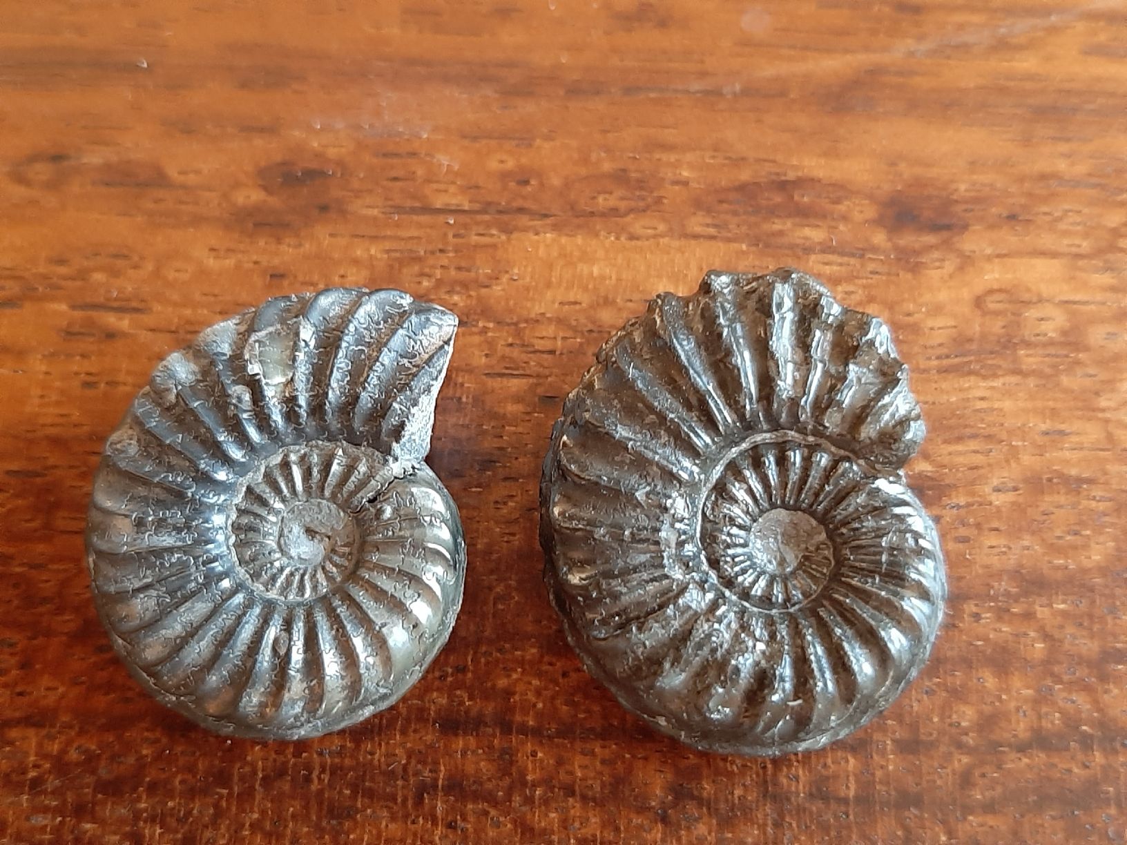 Fossili: Pyrit Ammoniten Frankreich – Usato da Rickenbach BL venduto da Oktober68 3