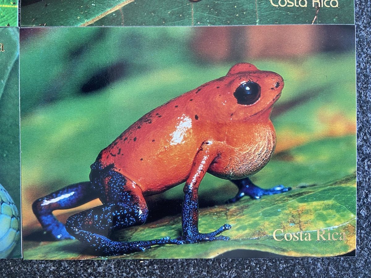 Ansichtskarten: 6 Postkarten Tiere Costa Rica – Neu (gemäss Beschreibung) aus Schwarzenburg von Aha016 6