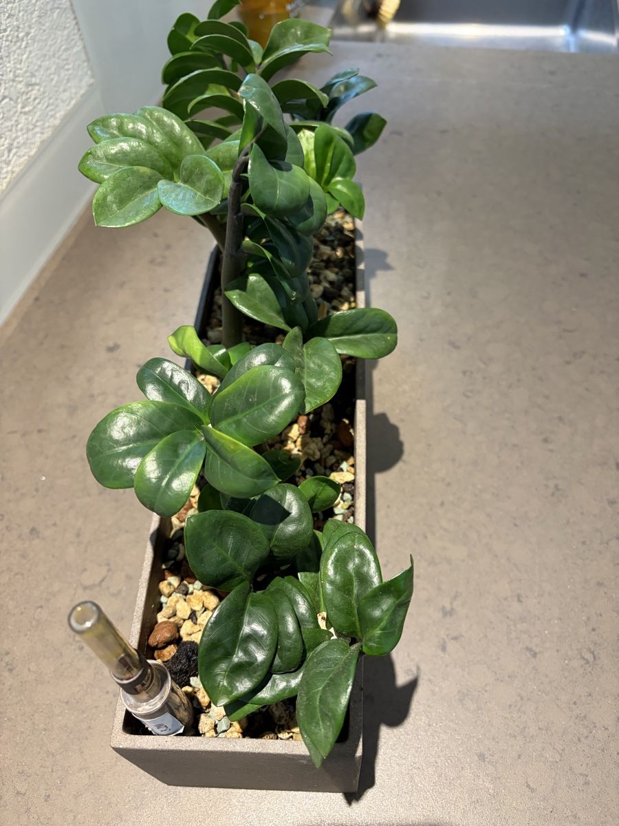 Blumentöpfe: Plant pot – Gebraucht aus Münchenstein von ArleneLM 1