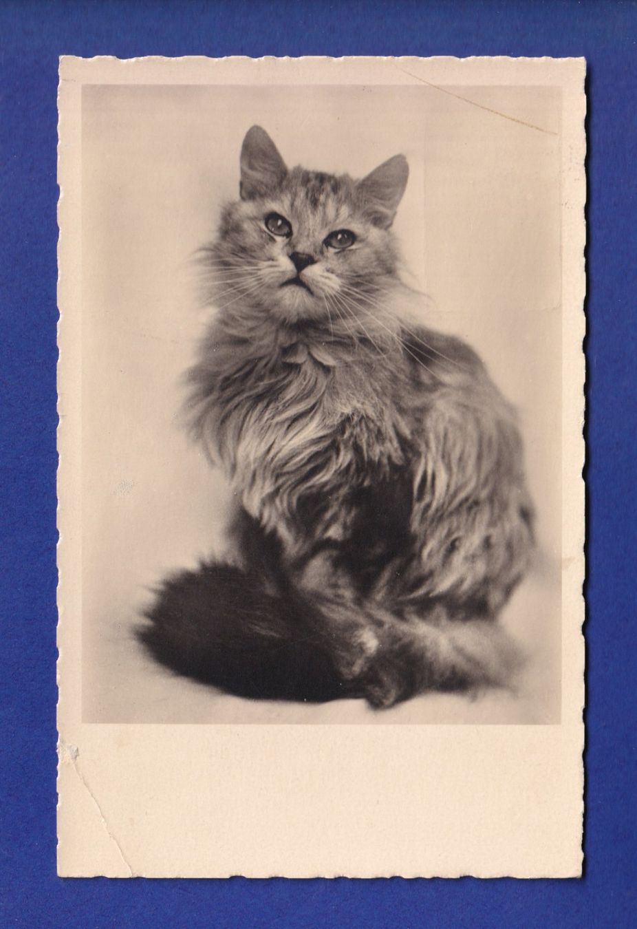Cartoline postali: CHAT // pli  d'angle // – Usato da Pully venduto da nicecards-shop
