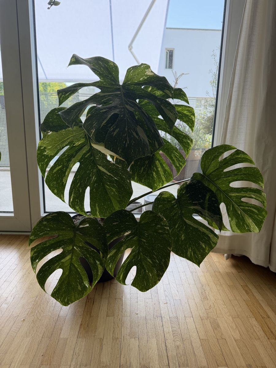 philodendron burle marx variegata ableger Philodendron Burle Marx Variegata – Foliage Dreams main image 1