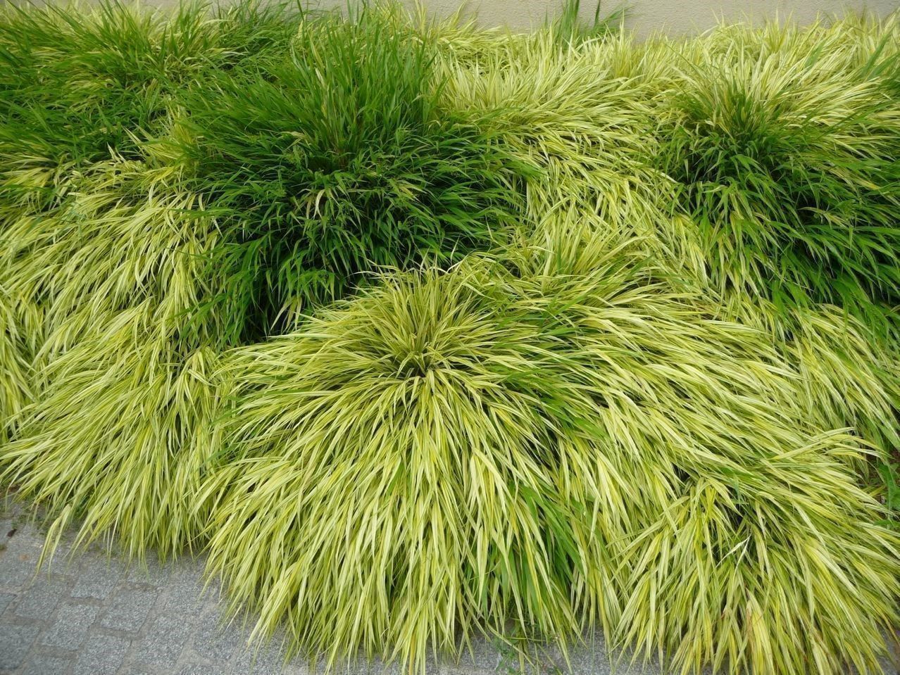 Piante & sementi: Herbe du Japon 'Aureola'  2x – Nuovo (secondo la descrizione) da Bremblens venduto da FIBONACCI369 1