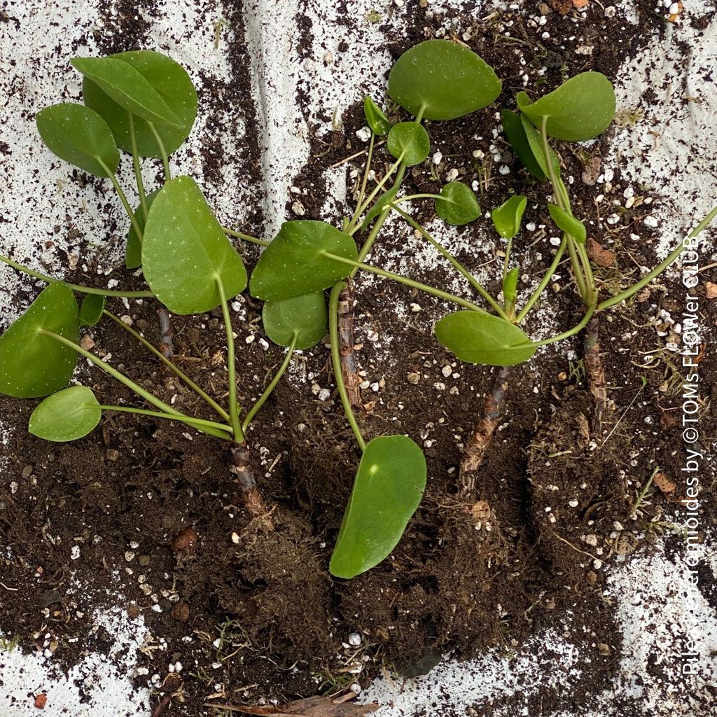 Piante & sementi: Pilea Peperomioides - 100% Bio-Anzucht – Nuovo e nell'imballaggio originale da Adliswil venduto da astom369 3