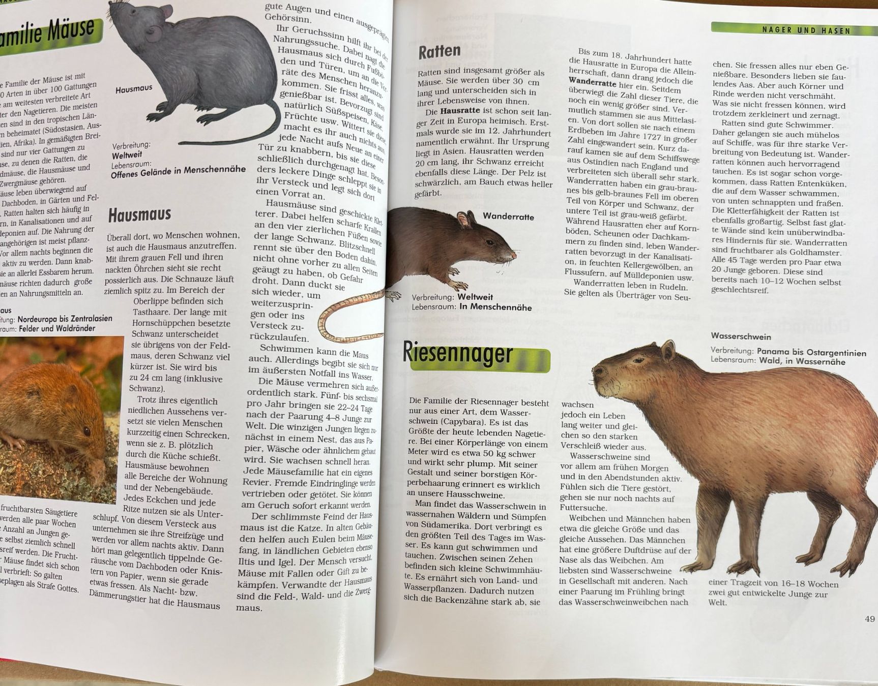 Libri: Die Säugetiere – Nuovo (secondo la descrizione) da Sarnen venduto da Livres 5