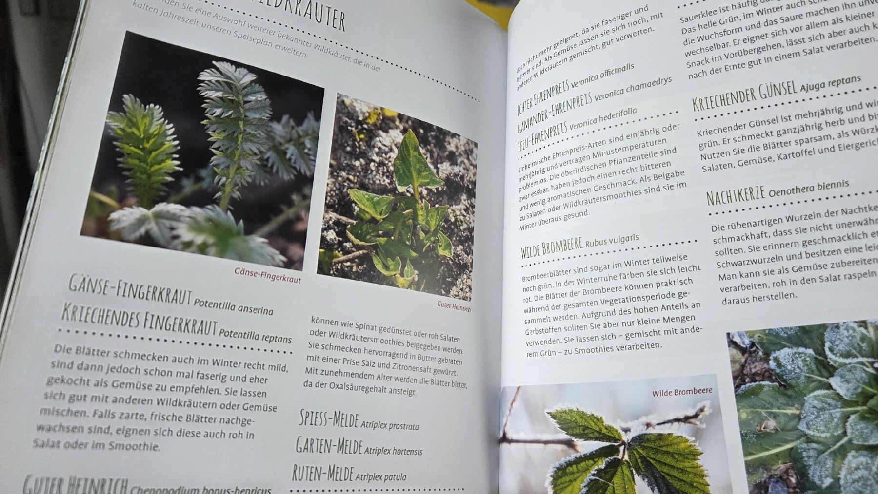 Libri: Wildkräuter im Herbst & Winter – Nuovo e nell'imballaggio originale da Hausen am Albis venduto da pear04 4
