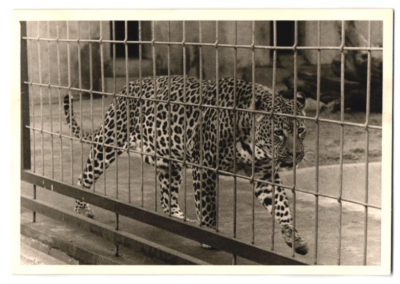 Fotografie &  Plakate: 14 Berlin, Zoologischer Garten, Leopard, – Gebraucht aus Berlin von bartko-reher