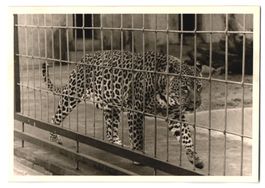 14 Berlin, Zoologischer Garten, Leopard,