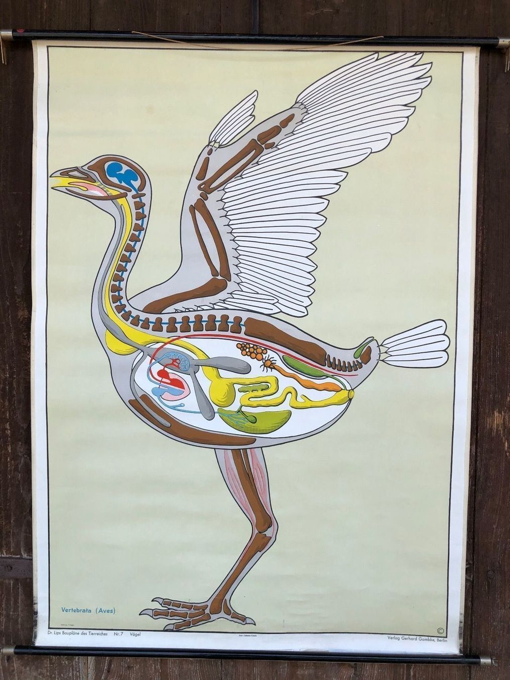 Foto & Immagini: Schulwandbild Vogel Baupläne lehrmittel – Usato da Reinach AG venduto da rares75
