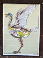 Schulwandbild Vogel Baupläne lehrmittel