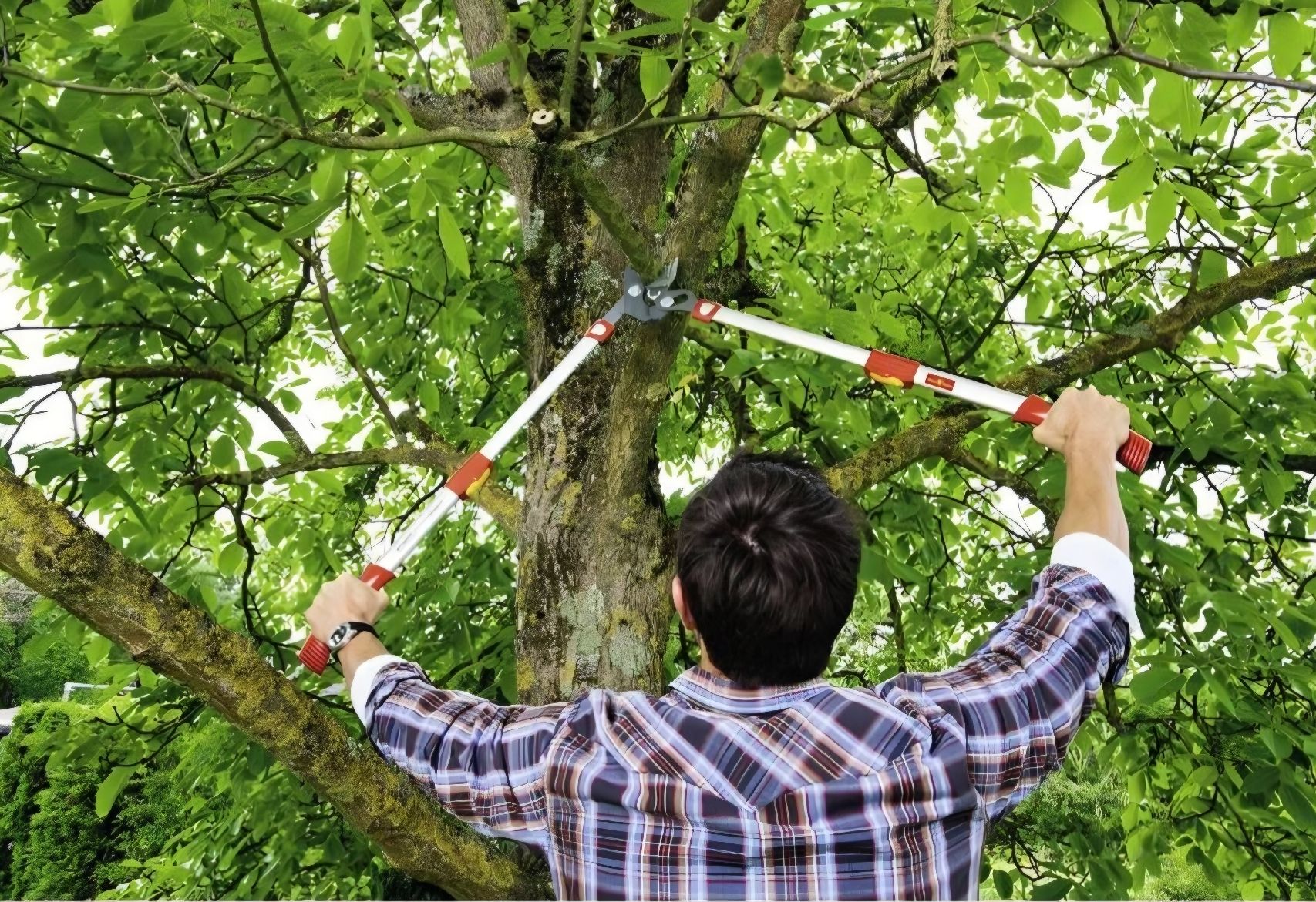 Outils Wolf Tous les outils: Astenschere Wolf RS 900 T, NEU – Neuf avec emballage d'origine à Staad SG par oli7877 5