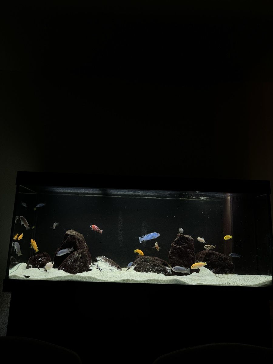 Acquari: Aquarium – Usato da Frauenfeld venduto da JogiM 2