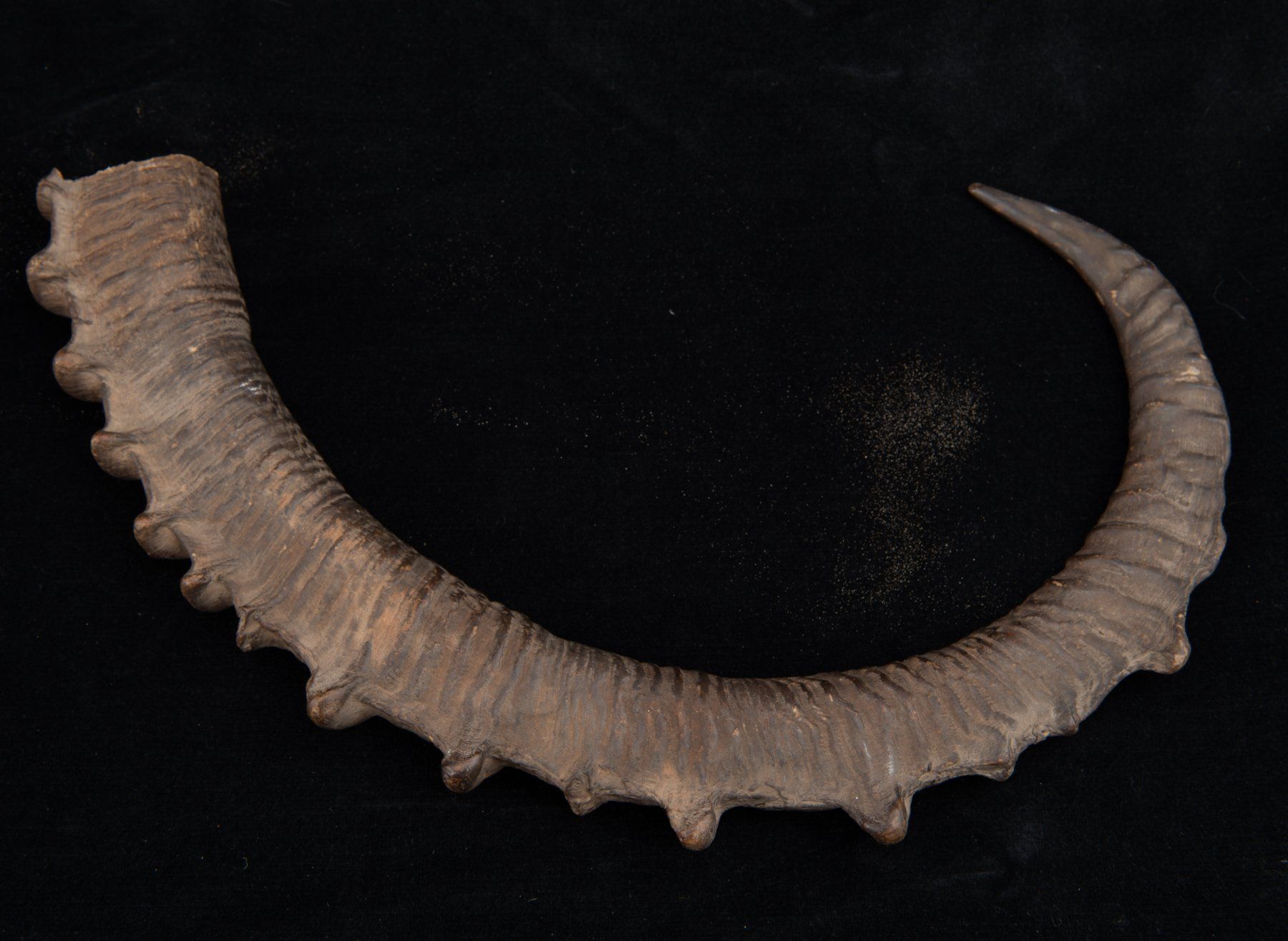 Welt der Tiere: Steinbock / Ibex Horn, alt und schön – Gebraucht aus Bern von  3